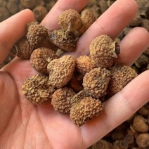 贵州生态种植刺梨