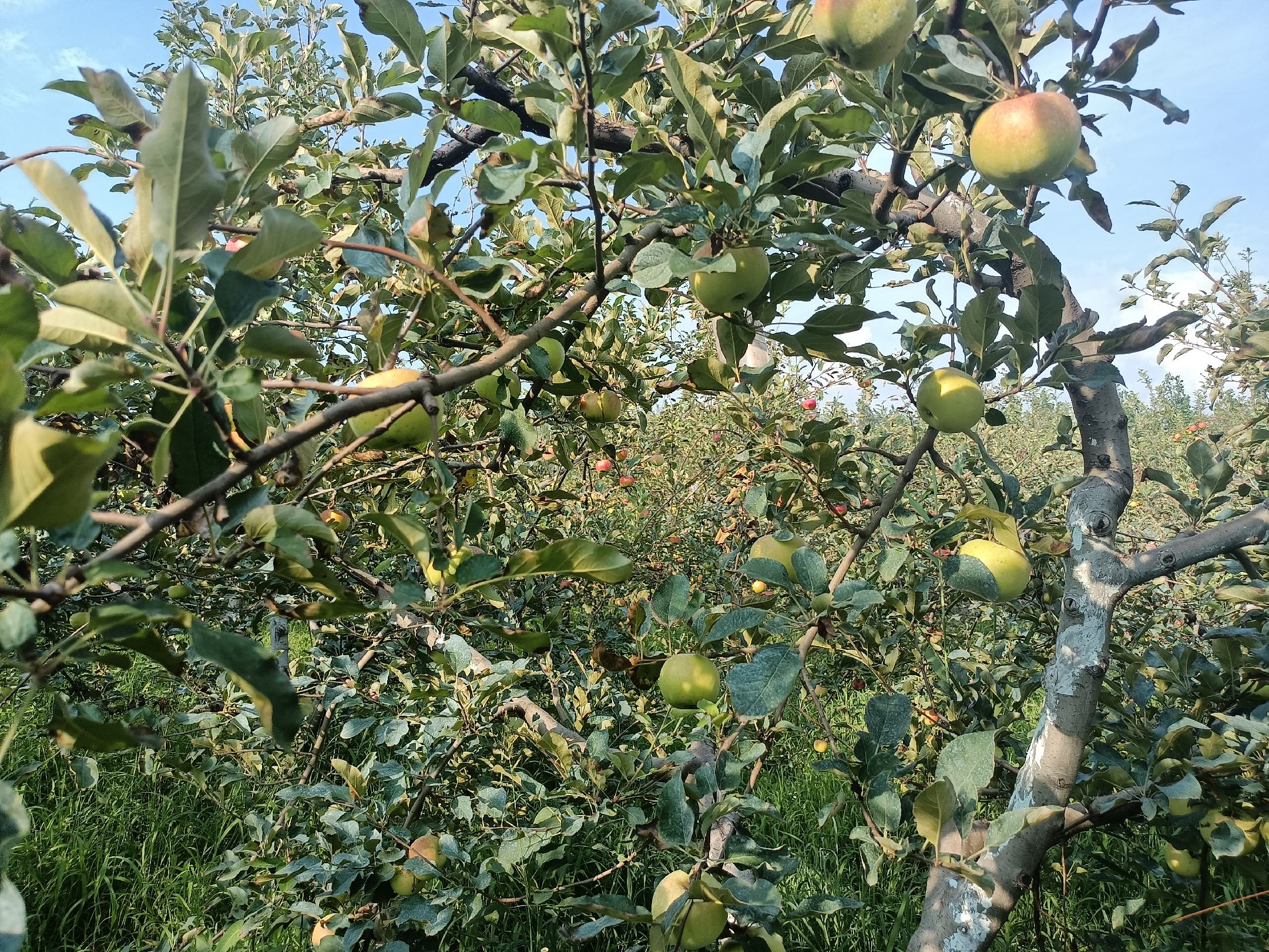 采摘中的美八苹果特写