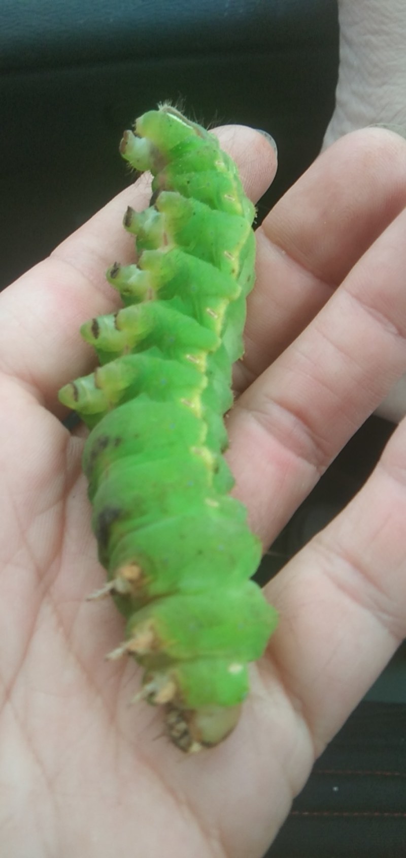 茧蛹,神仙,大绿蚕,刀伤蛹