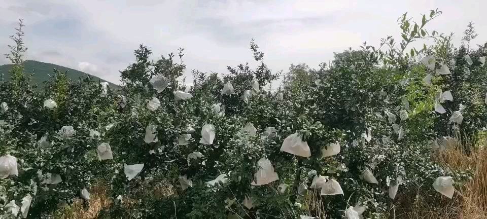 左侧为未套袋的家石榴果实出现明显日灼斑与轻微裂口,右侧为已套双层纸袋的果实完好无损,背景为会理典型山地果园环境,阳光强烈,树冠呈自然开心形,清晰显示套袋对果实保护效果 家石榴果实套袋试验对比图