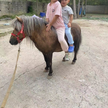 纯进口设特兰矮马带证书芯片温顺听话大人小孩都可骑