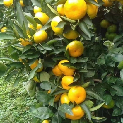 果园产地直销【优选推荐】产地特早蜜橘,叶桔优价供应,可实地高山特早