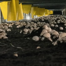 红托竹荪鲜品上市，产地山东滨州，可发全国市场。