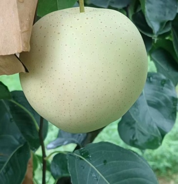 [雪青梨批发]雪青梨大量有货价格1.80元/斤 - 一亩田