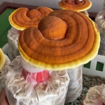 灵芝菌包大量供货。量大从优需要直接联系我。价格详谈