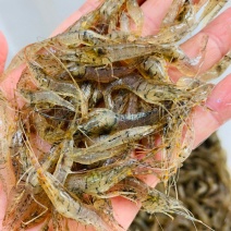 鲜活河虾小河虾青虾河虾青虾河虾2-3公分虾河虾