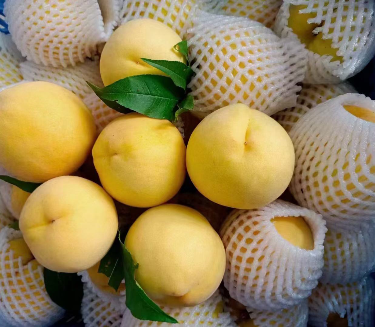 炎陵黄桃包装与果品展示图