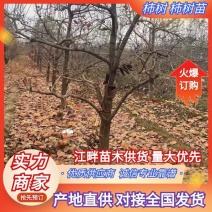 【推荐】带果柿树柿子树5-30公分土球裸根品种齐全