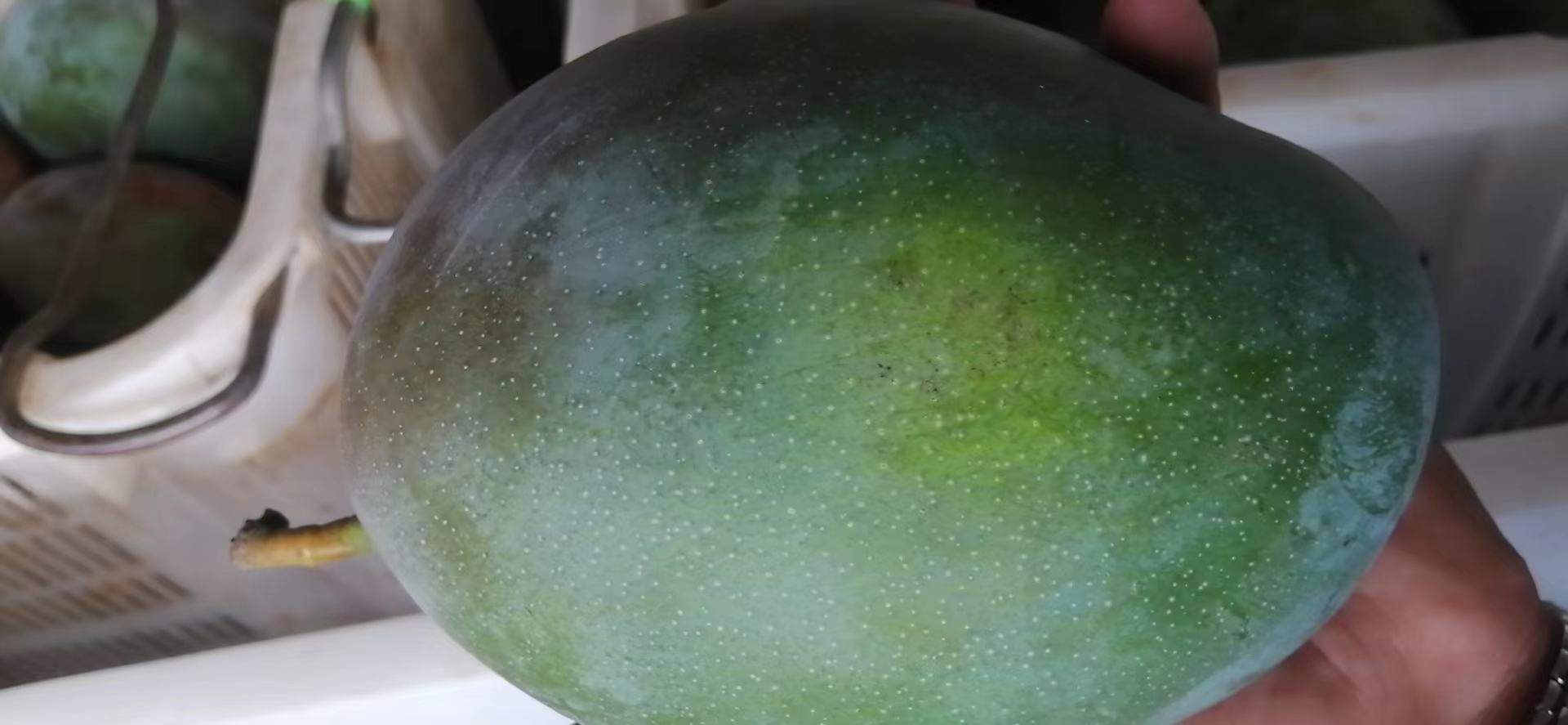 一个完整的凯特芒果放置在木质背景上,果皮呈深绿色至黄绿色,表面光滑有光泽,果形椭圆饱满,尾部略尖,旁边摆放一把水果刀作为比例参照 凯特芒果整体外观特写