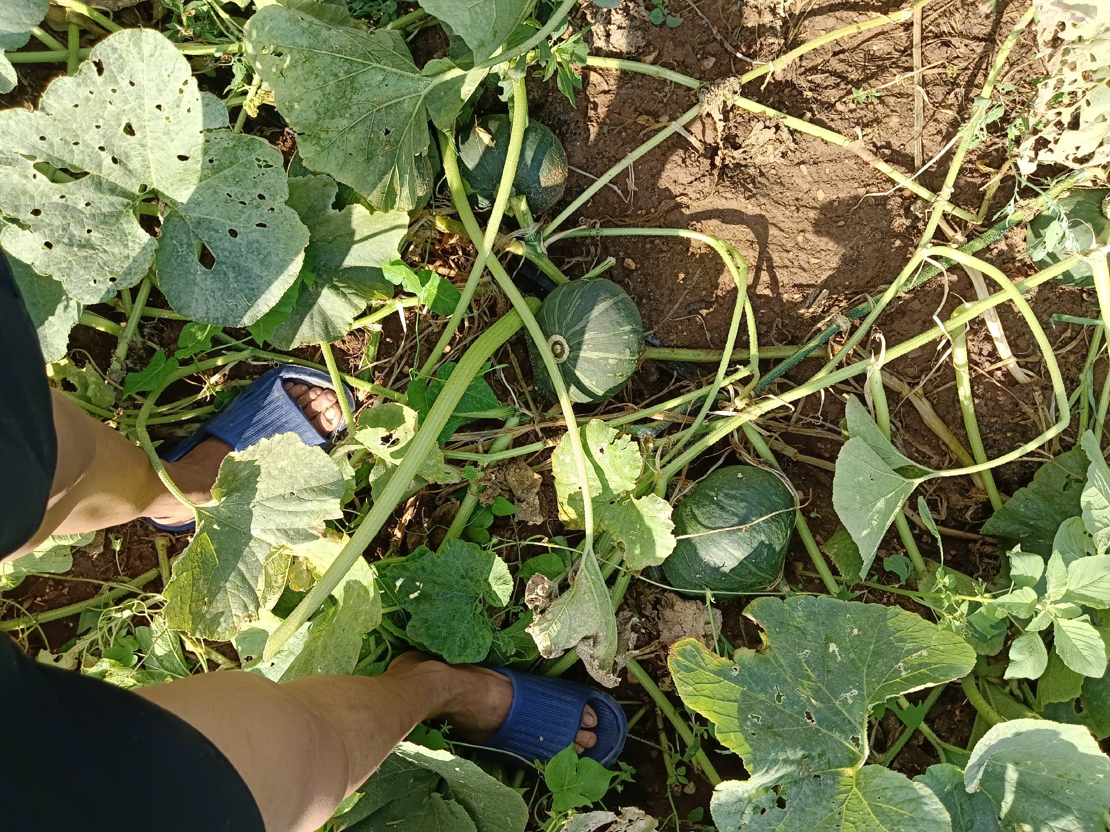 板栗南瓜种植田间管理示意图