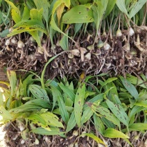 毛茨菇苗