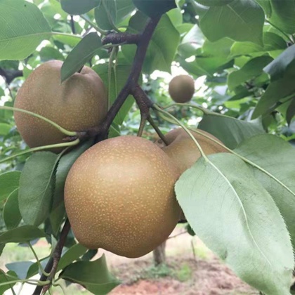 湖北宜城黄花梨皮薄汁水多广西桂林黄花梨桂花梨电商一件
