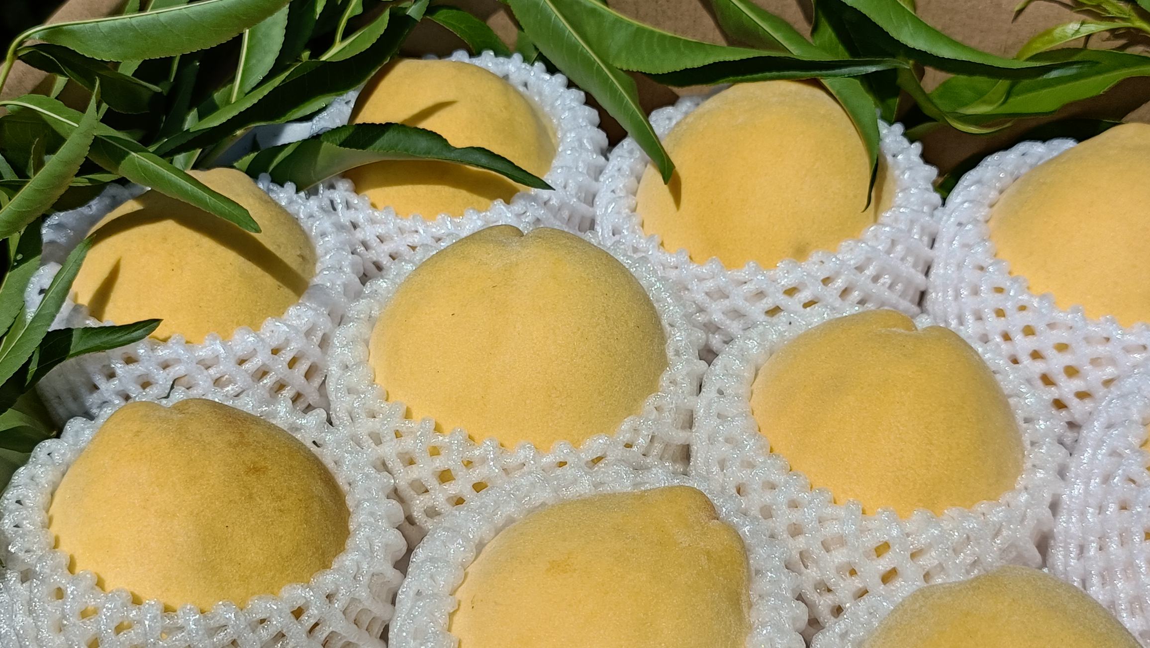 包装精美的密桃黄礼盒与罐头产品展示图