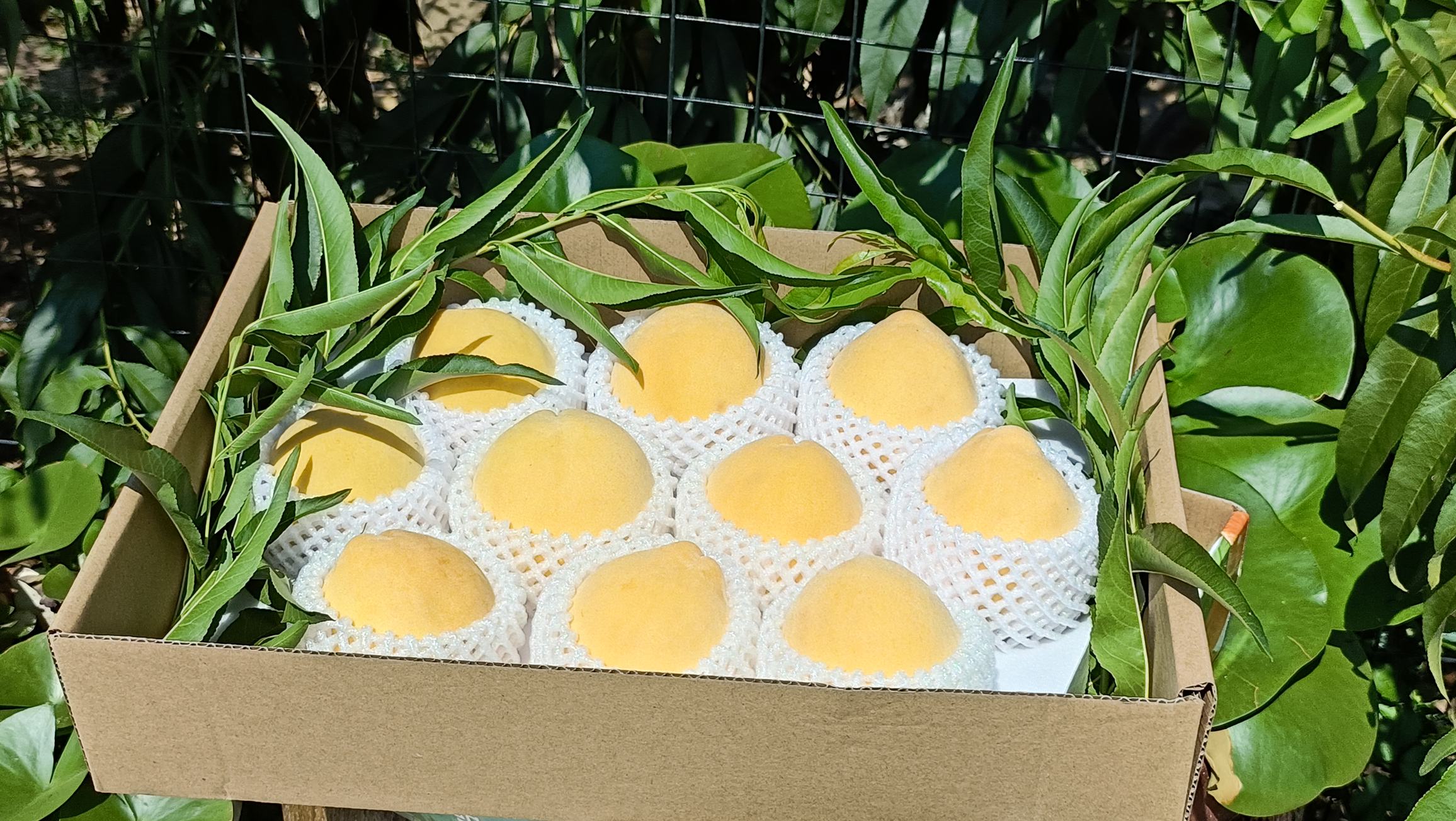 两种常见黄桃套袋剖面示意图:左侧为外褐内白双层纸袋,右侧为外褐内黑双层纸袋;可见内层颜色差异明显,白色内层表面光滑具反光特性,黑色内层呈哑光吸光状态 黄桃套袋剖面图对比