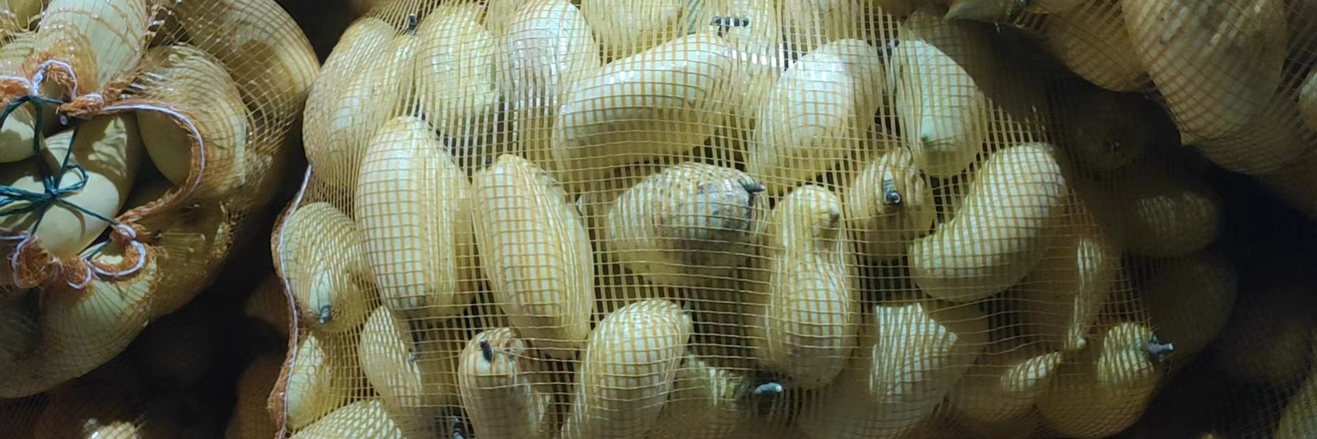 鹰嘴芒果特写展示其果形和果皮特征 鹰嘴芒果特写