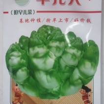 早熟儿菜种子早儿大基地种植早上市卖好价钱