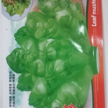 中晚熟儿菜种子儿多多鲜绿脆嫩肉质洁白味清香