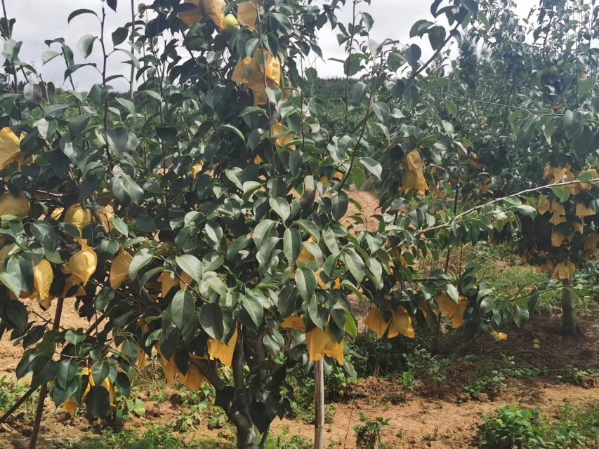 雪花梨果园标准化套袋操作场景