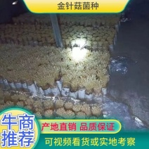 金针菇菌包菌种，黄白色，优质高产，金针菇季节分明，需要订