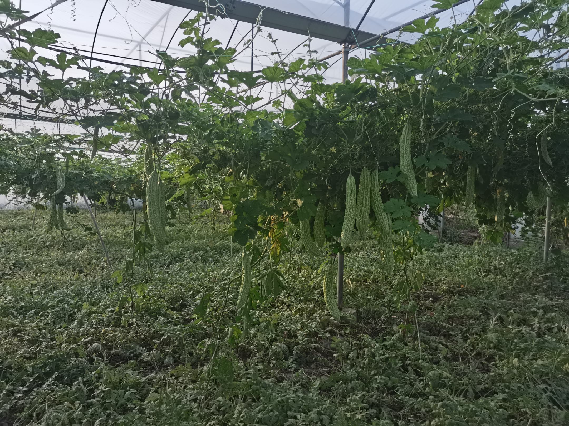 左侧为健康的苦瓜植株,右侧为出现黄叶病症状的植株,清晰对比叶片颜色和长势差异 苦瓜田间健康植株与发病植株对比图