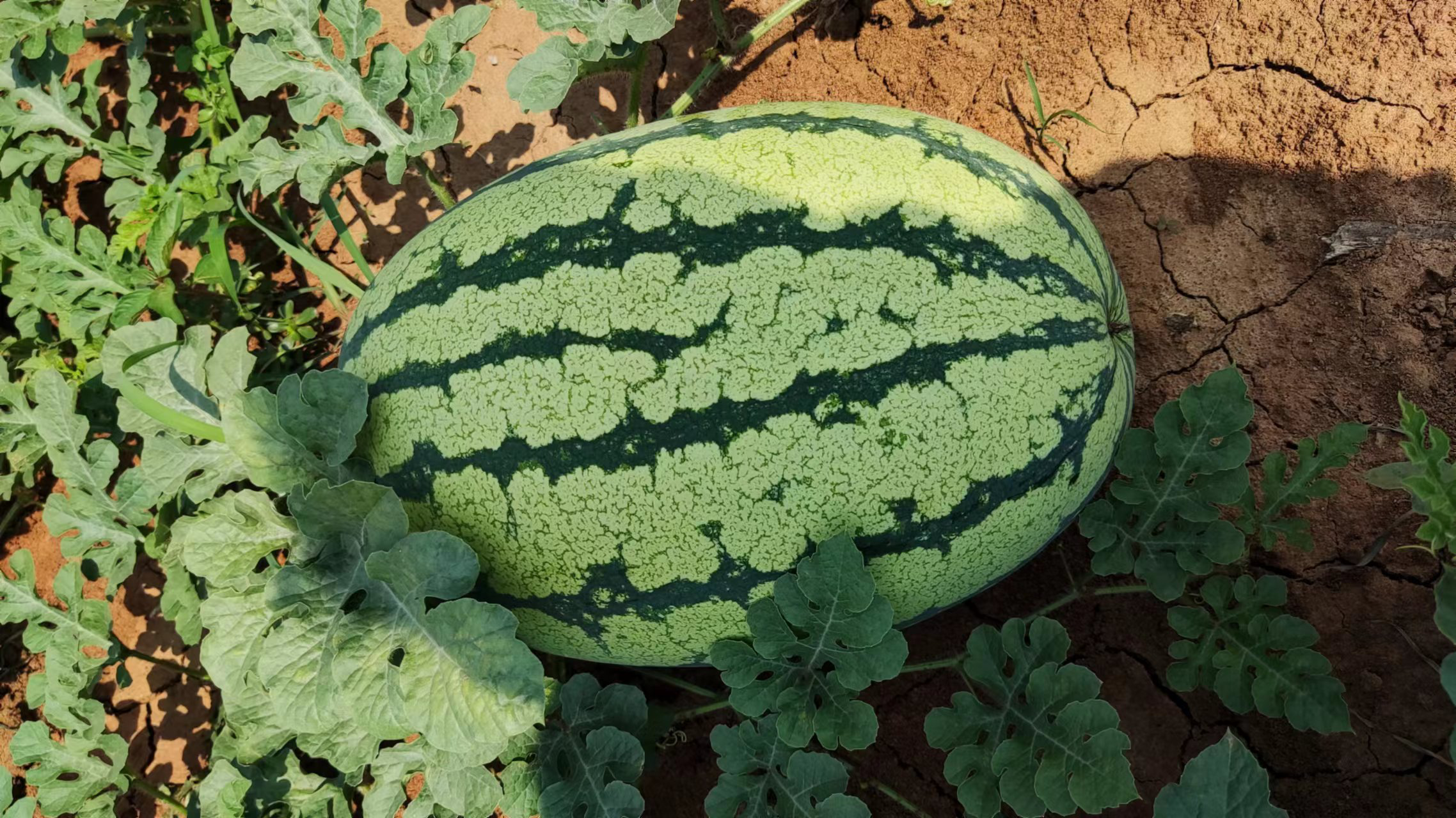 金城5号西瓜整体外观展示