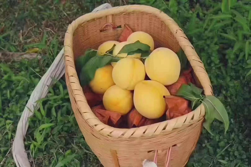 游客在果园中采摘黄桃,手持竹篮,笑容满面,背景是挂满果实的黄桃树 游客在果园中采摘黄桃