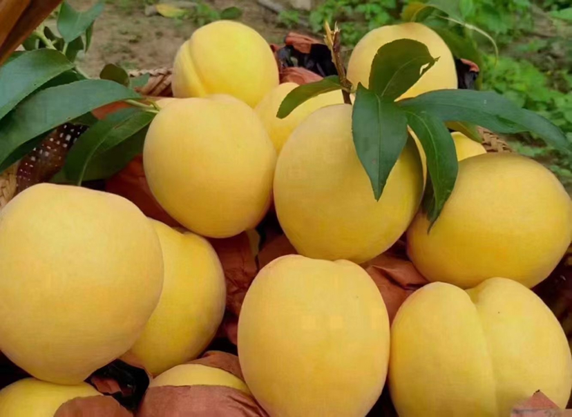 新鲜黄桃果园采摘场景