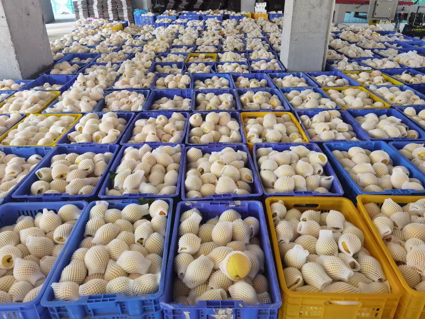 炎陵黄桃采摘现场