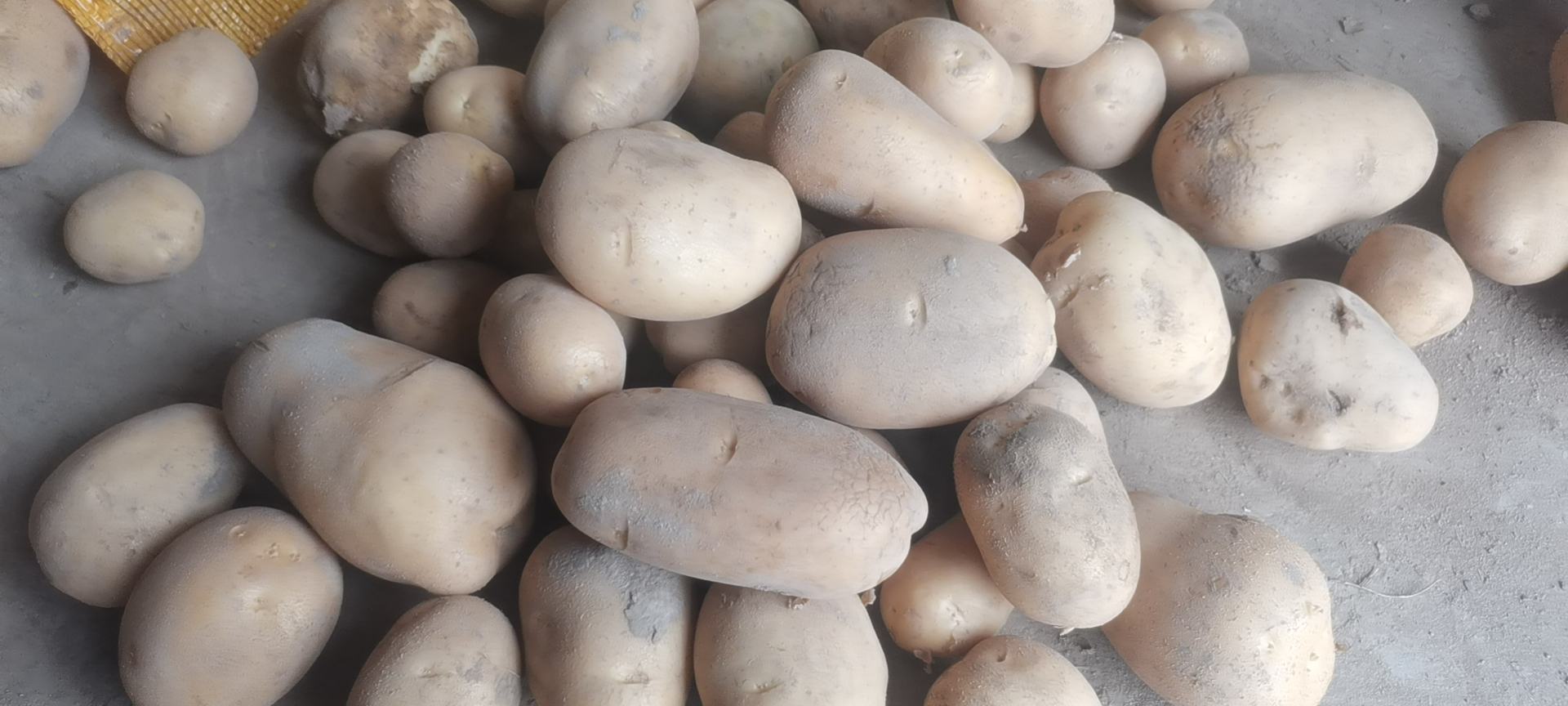 226土豆加工流水线场景