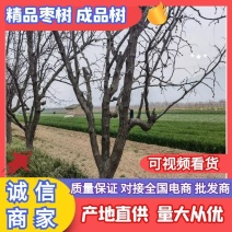 【推荐】龙枣冬枣树3-20公分以上土球全冠品种齐全
