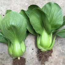 甬苗夏美绿青梗菜种子快速生长耐热耐湿青菜种籽束腰上海青