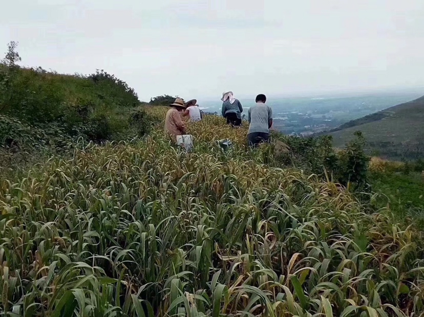 新疆和田红枣种植园风光