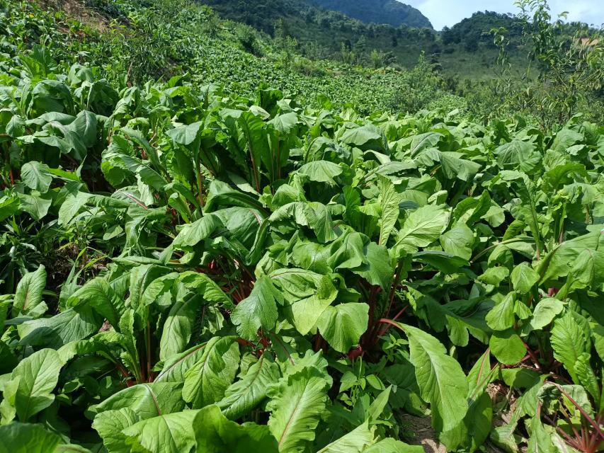 一片整齐排列的东北红皮萝卜田,植株叶片翠绿茂盛,部分萝卜露出紫红色根部,土壤为深黑色富含有机质的黑土,远处有农民正在采收作业,体现规模化种植场景 东北红皮萝卜田间生长实景