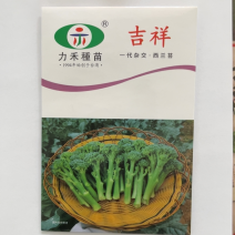 种子公司直发进口西兰苔种子