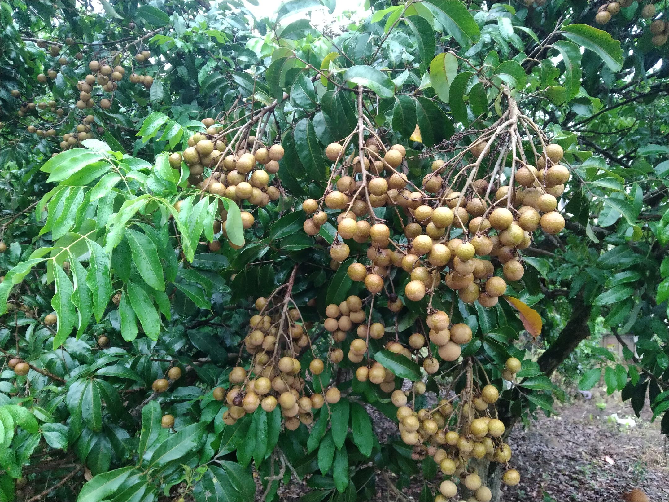 龙眼种植基地实景图