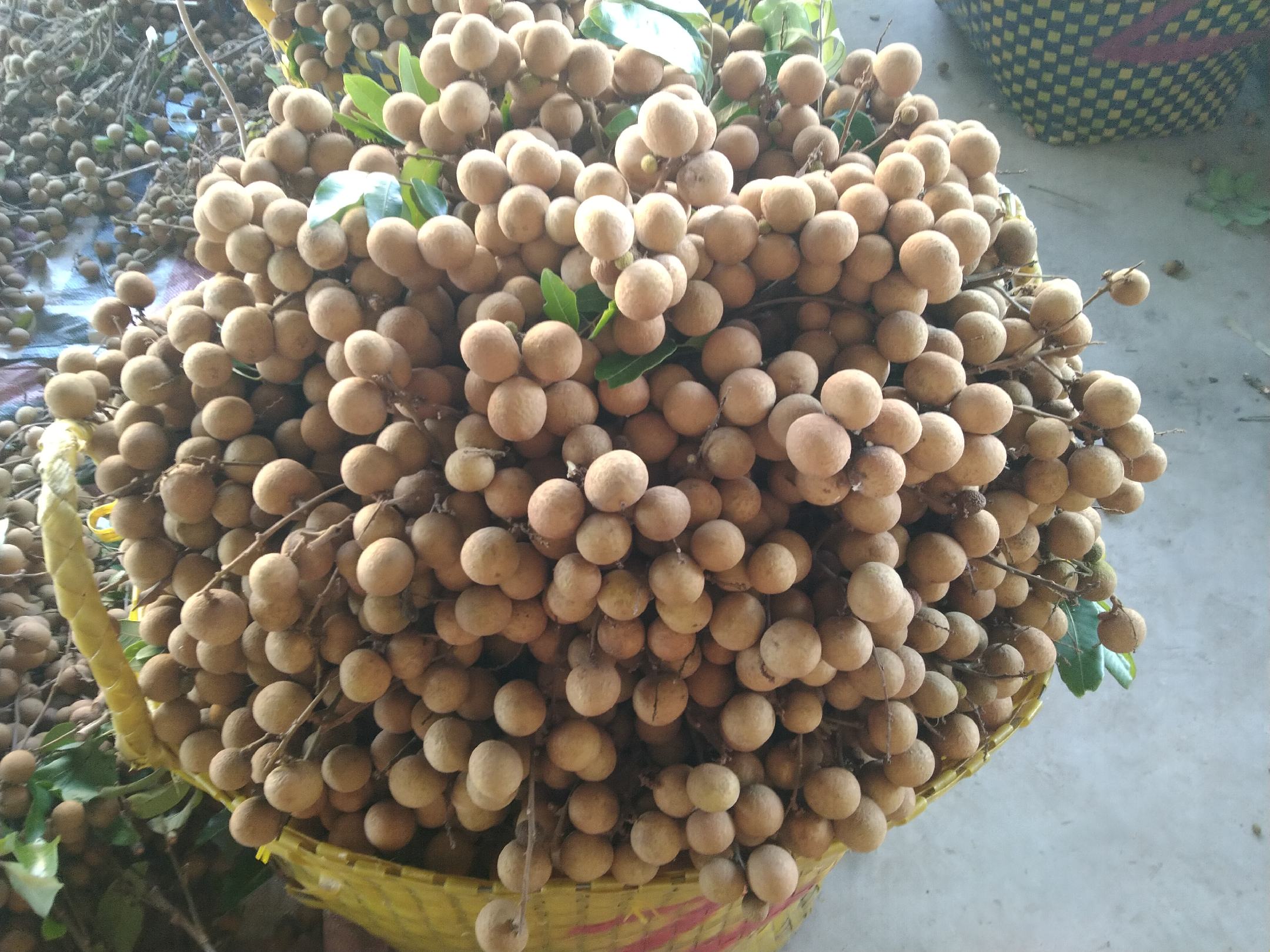 储良龙眼在电商平台销售火爆