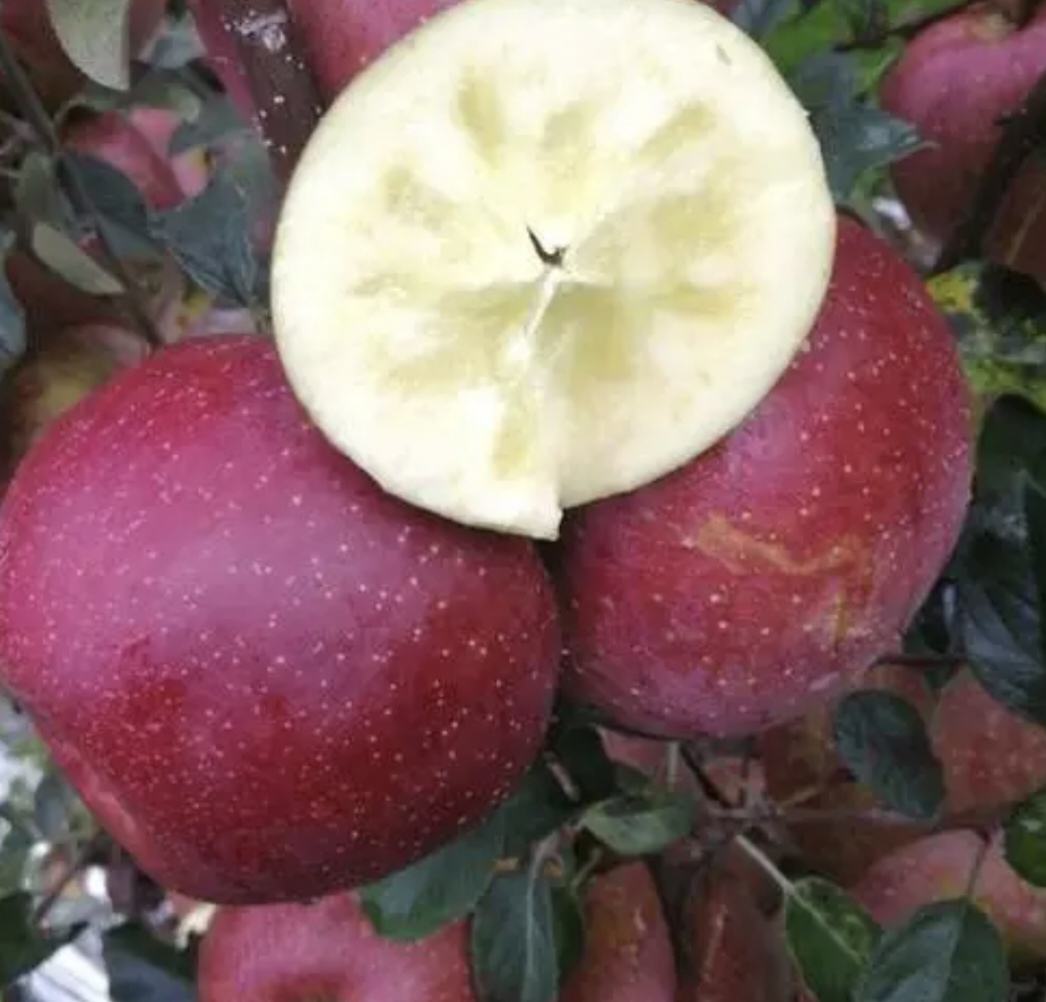 红将军苹果切面展示