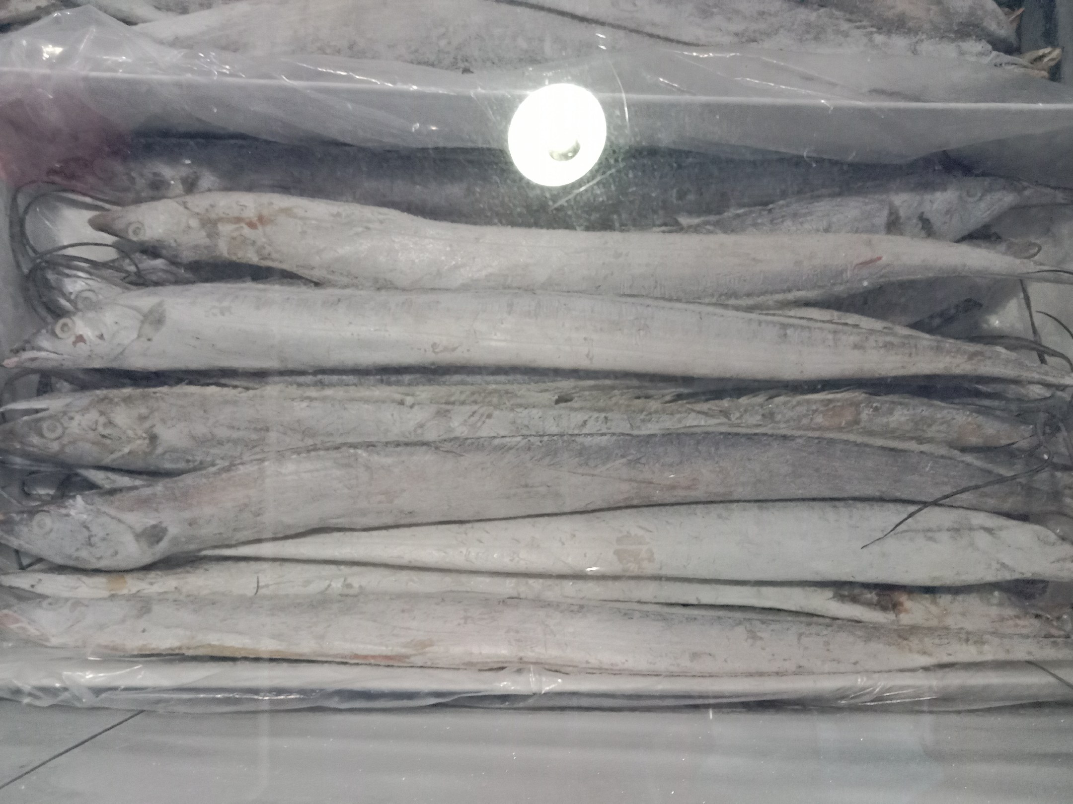 透明冷柜中整齐摆放着冰块覆盖下的带鱼,鱼体呈银白色,表面覆盖薄冰,标签注明“深海冰鲜带鱼”,背景为现代超市环境,展示终端销售状态 超市冷柜中陈列的冰鲜带鱼