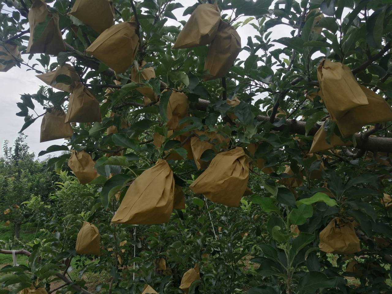 蜂糖李套袋操作