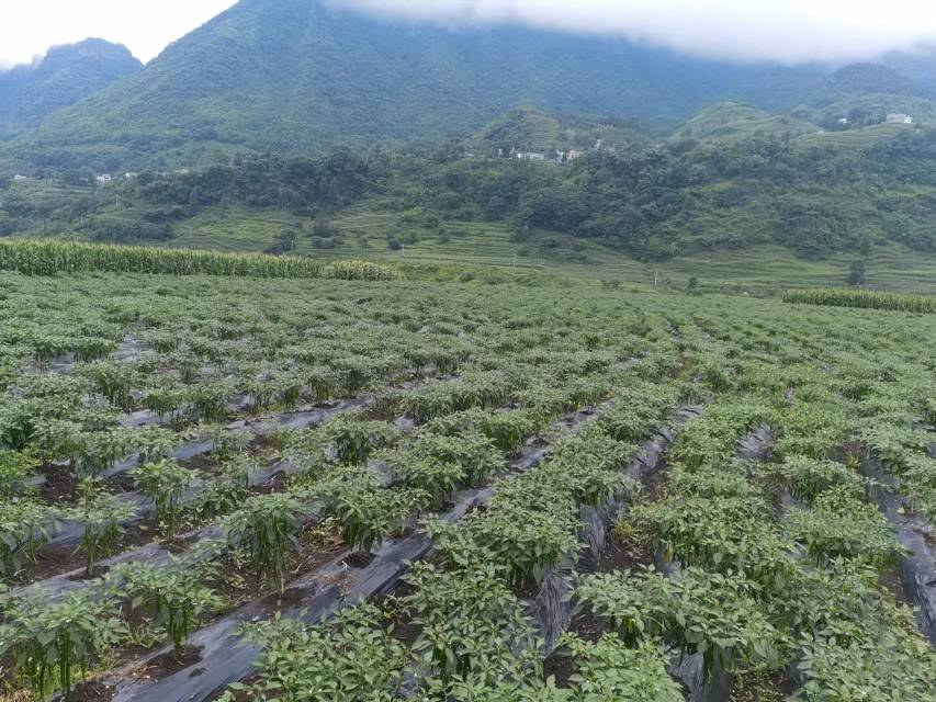 高山葡萄种植地在云南玉龙县的山地环境中