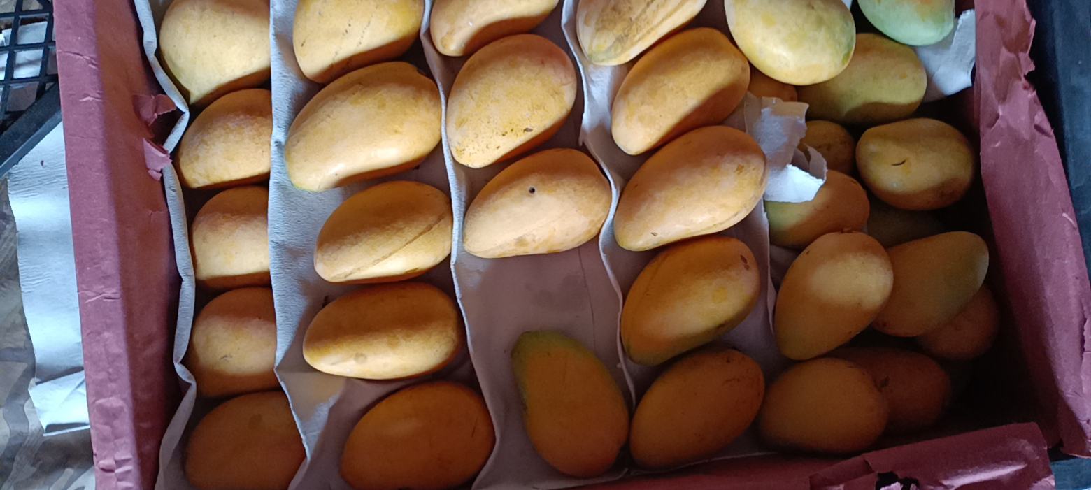 展示小台芒果实外观,色泽金黄、大小适中 小台芒外观展示