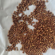 精品小粒小红梁，耐蒸煮，出酒率高，产地一手货源。