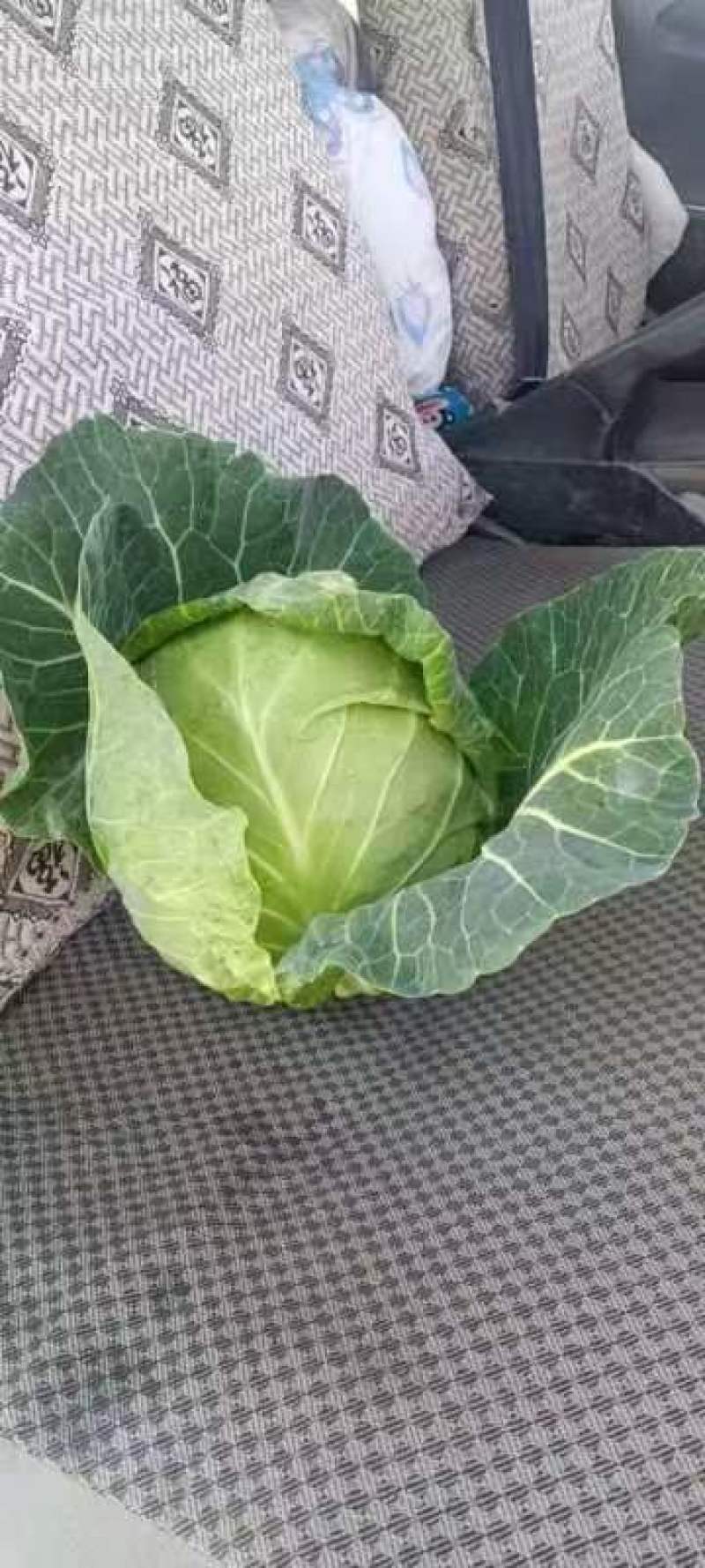 云南精品小铁头