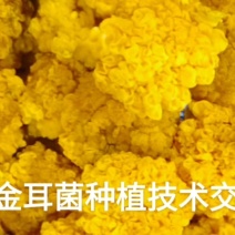 金耳菌
