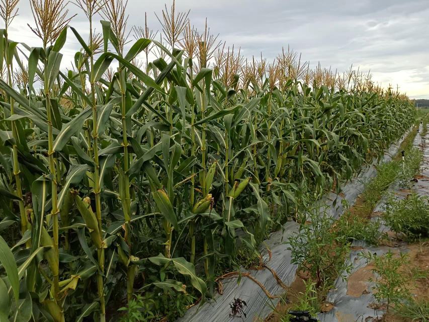草木灰与苦瓜植株保持适当距离撒施,防止烧苗 草木灰与苦瓜植株保持适当距离