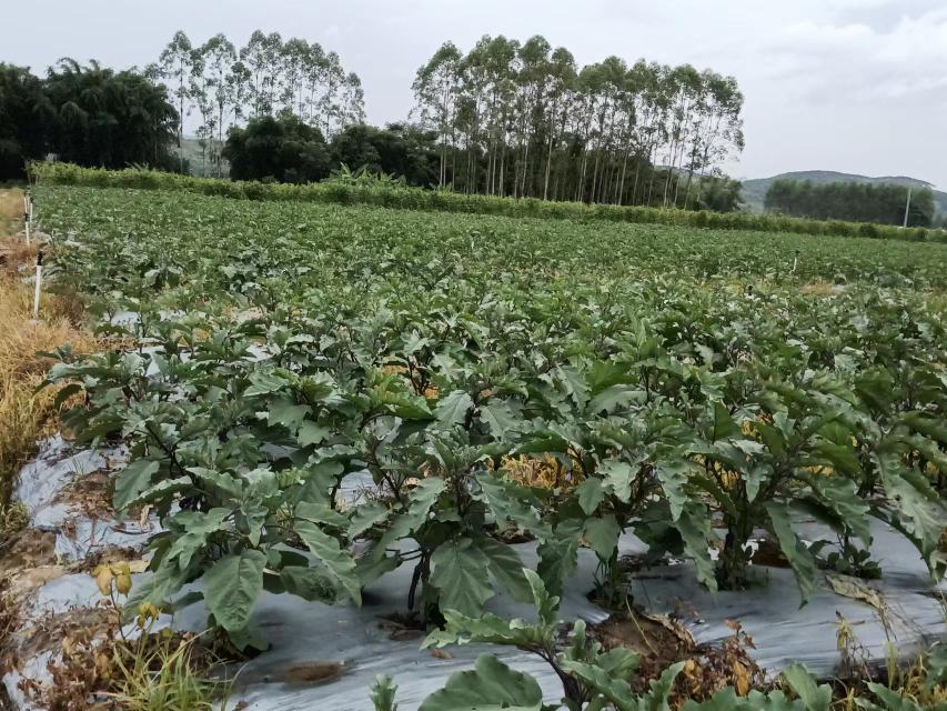 苦瓜田间诱捕器设置示意图