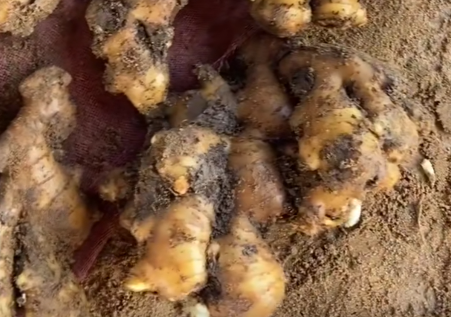 四川仔姜主产区分布图