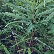 油甘果苗，余甘果苗大量现苗，也需要种植的老板赶紧下单