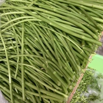 正宗青芦蒿品种，万亩青蒿基地，批发零售都可以。