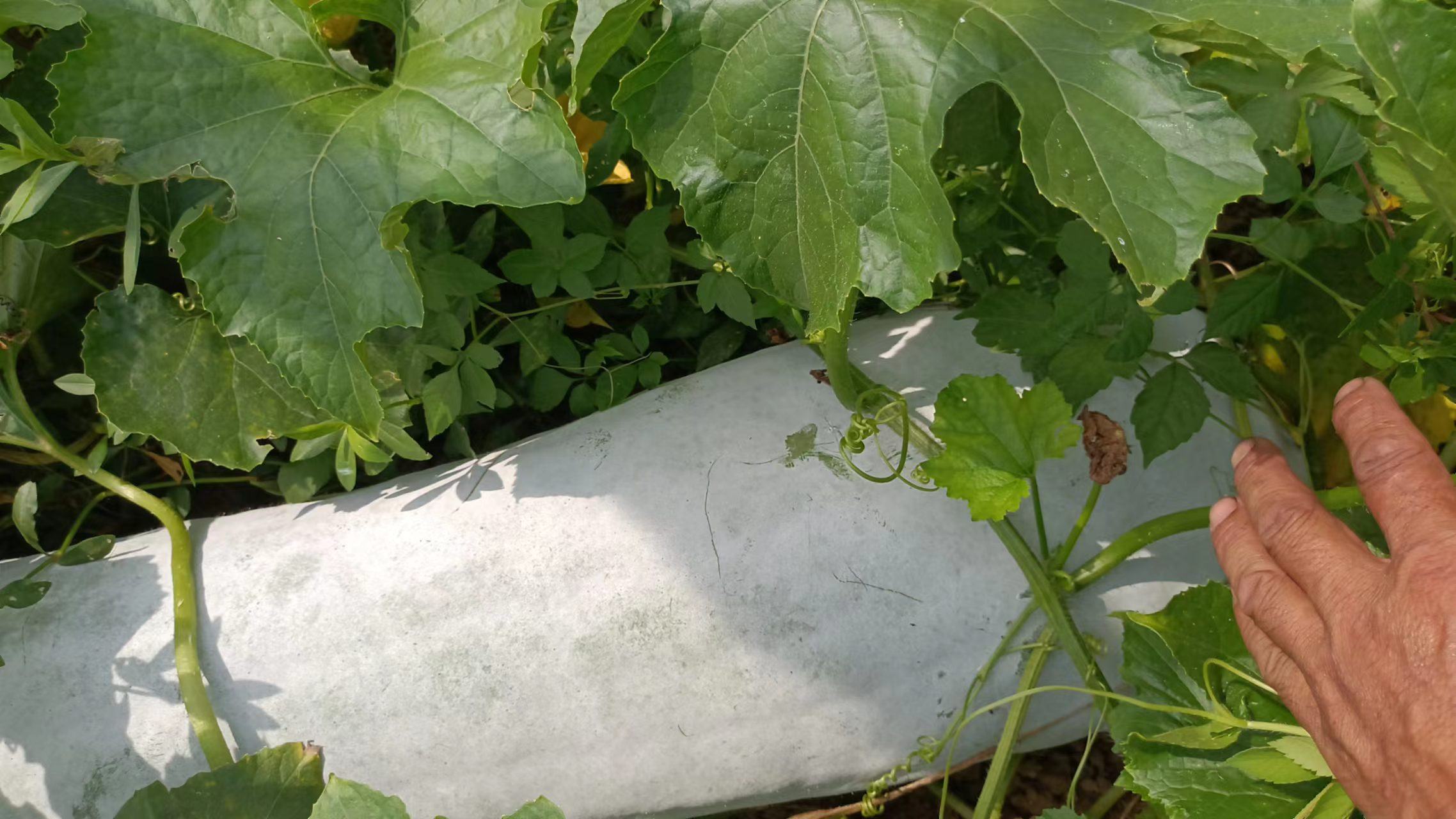 冬瓜植株与新鲜果实特写